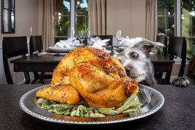 Dog looking at roasted turkey made for family Thanksgiving dinner.