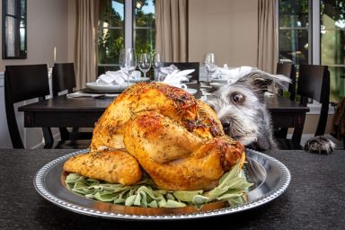 Dog looking at roasted turkey made for family Thanksgiving dinner.