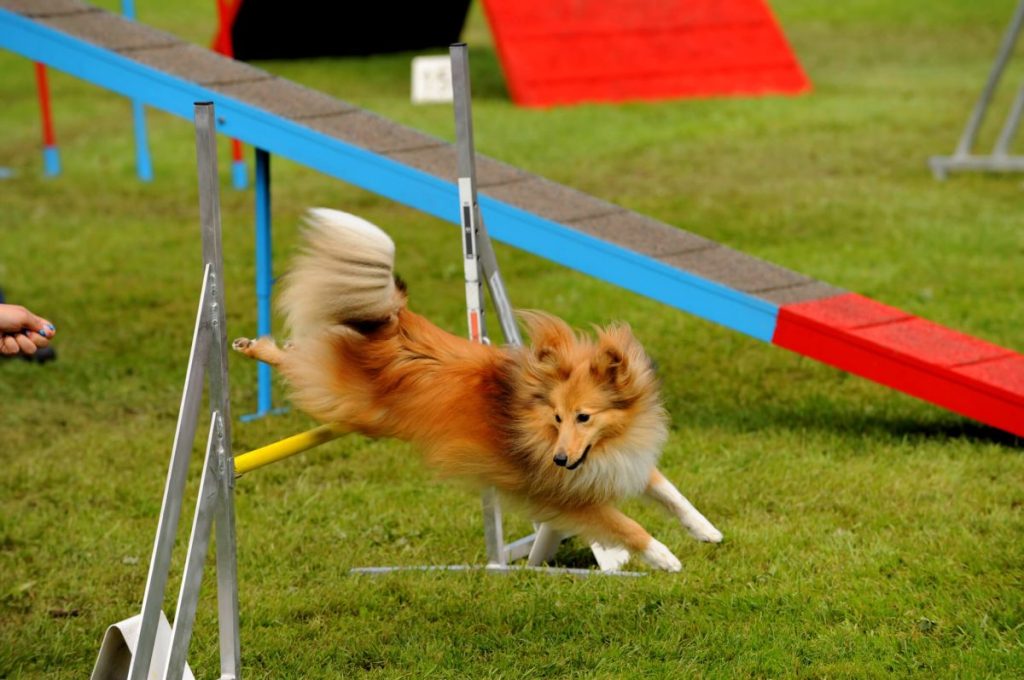 Shetland Sheepdog during agility training.