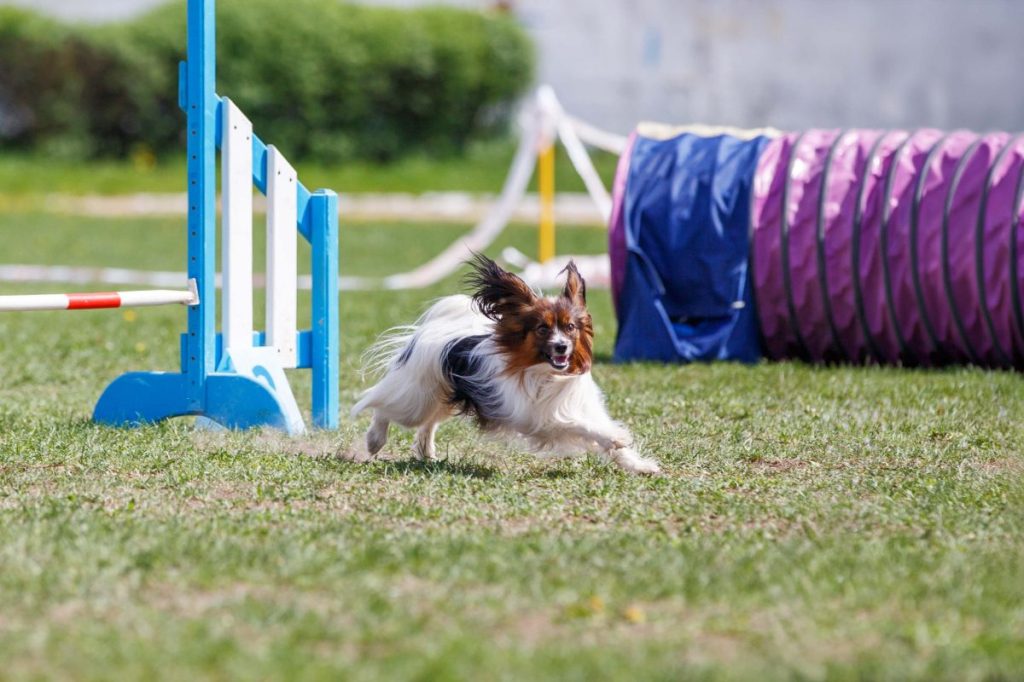 Papillon — one of the easiest dogs to train — during agility event.