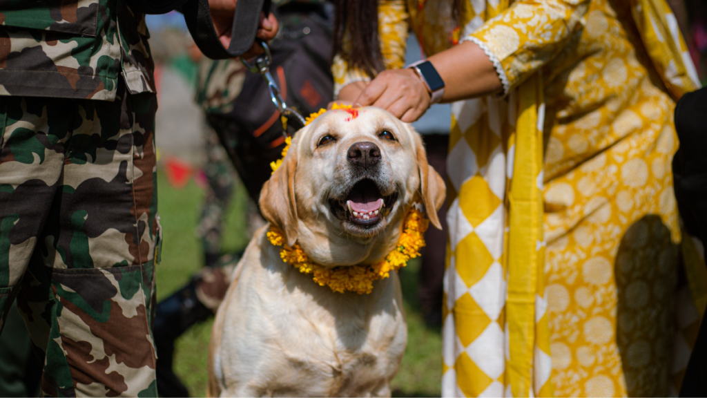 People worship dogs to mark Kukur Tihar, the festival of dogs, on the occasion of the Tihar festival in Bhaktapur, Nepal.