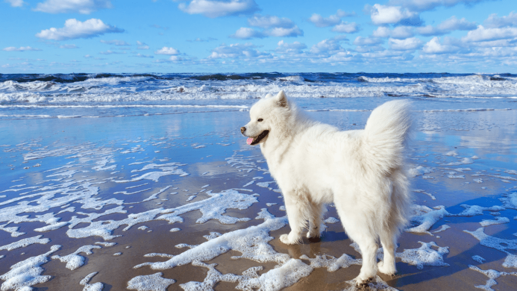 White fluffy Samoyed dog walks along the beach on the background of the stormy sea