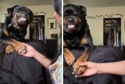 Rottweiler nail trim video