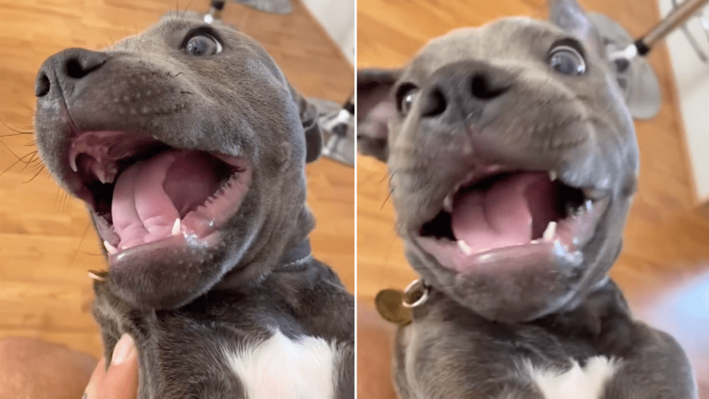 puppy gremlin noise video Instagram