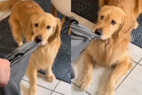 Dog playing game of tug of war with owner’s shirt in Instagram video.