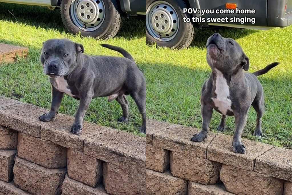 Video of dog singing to welcome owner home.