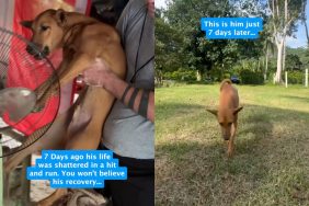 Dog injured by car makes unexpected recovery.
