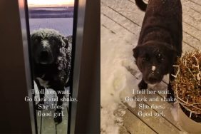 Video showing dog shaking off the snow from her back before entering the home.