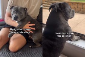 Video of dog who featured in owner’s pregnancy photoshoot.