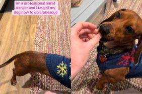 Video of dog doing ballet pose.