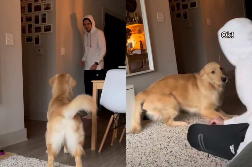 Video of dog’s reaction to owner coming home.