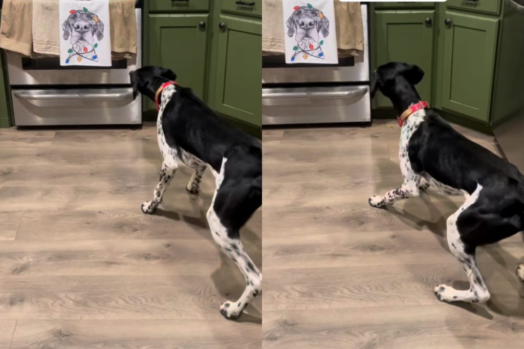 Video of dog’s hilarious reaction to Christmas decor.