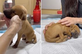 puppy rescue video
