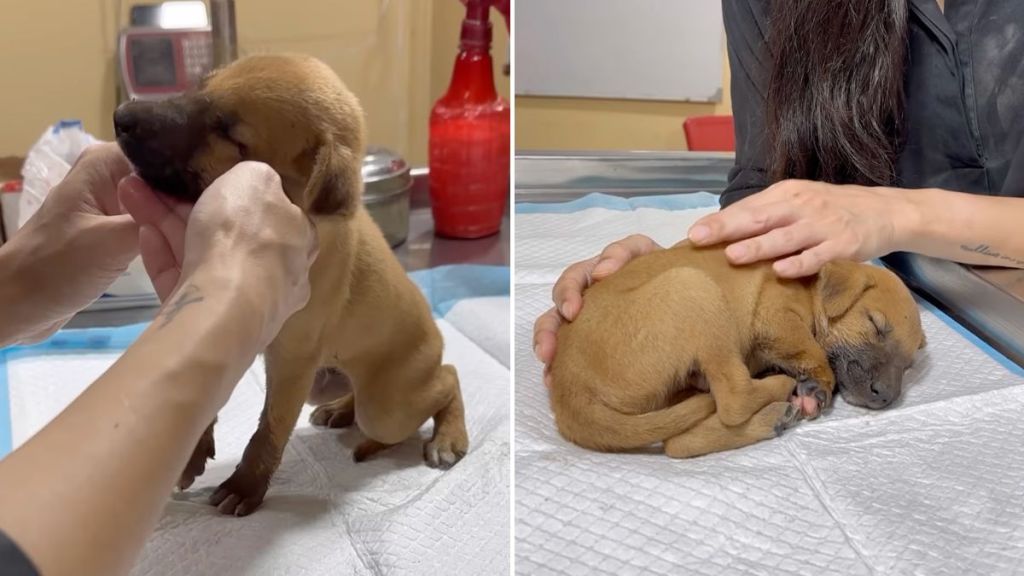 puppy rescue video