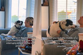 Video of dog interrupting owner’s work call.