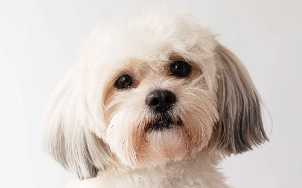 A white coated, well-groomed Maltese Shih Tzu with dark brown eyes, a black nose, and silver tipped ears looks at the camera.