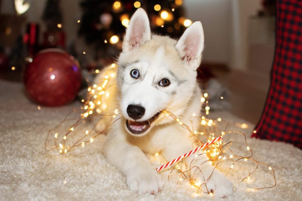 Husky puppy dog playing with light decoration — another potential Kwanzaa hazard.