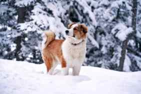 A dog stands in the snow — a hidden winter danger — set against the backdrop of a quiet, snow-covered forest.