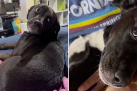 dog owner kiss video