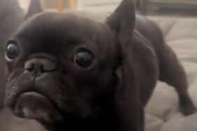 talking Frenchie video