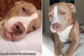 Pit bull viral video
