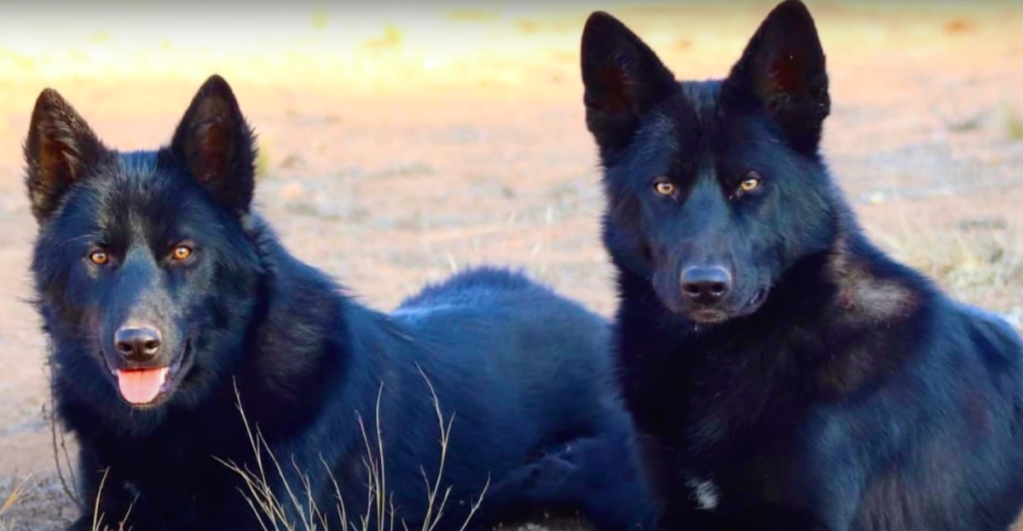 Two large black coated Calupoh or Mexican Wolfdogs sit in a dry grassy field, ears alert and looking at the camera