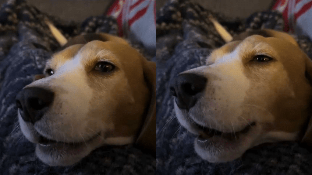 A Beagle dog tries to howl