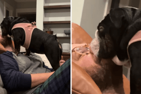 dog fell asleep on a person's face