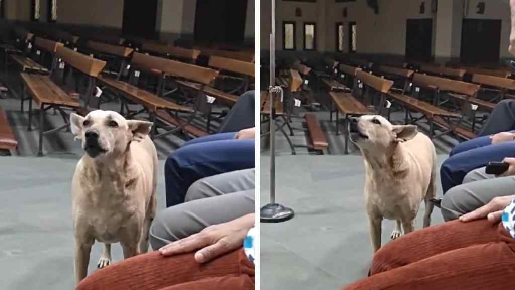dog choir singing video