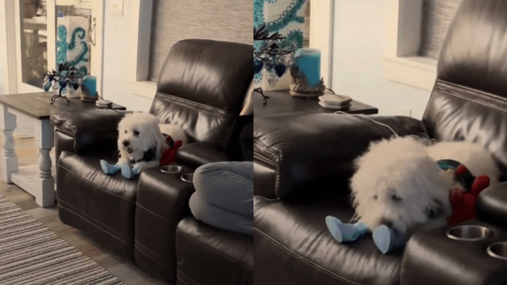 a cute dog wearing shoes