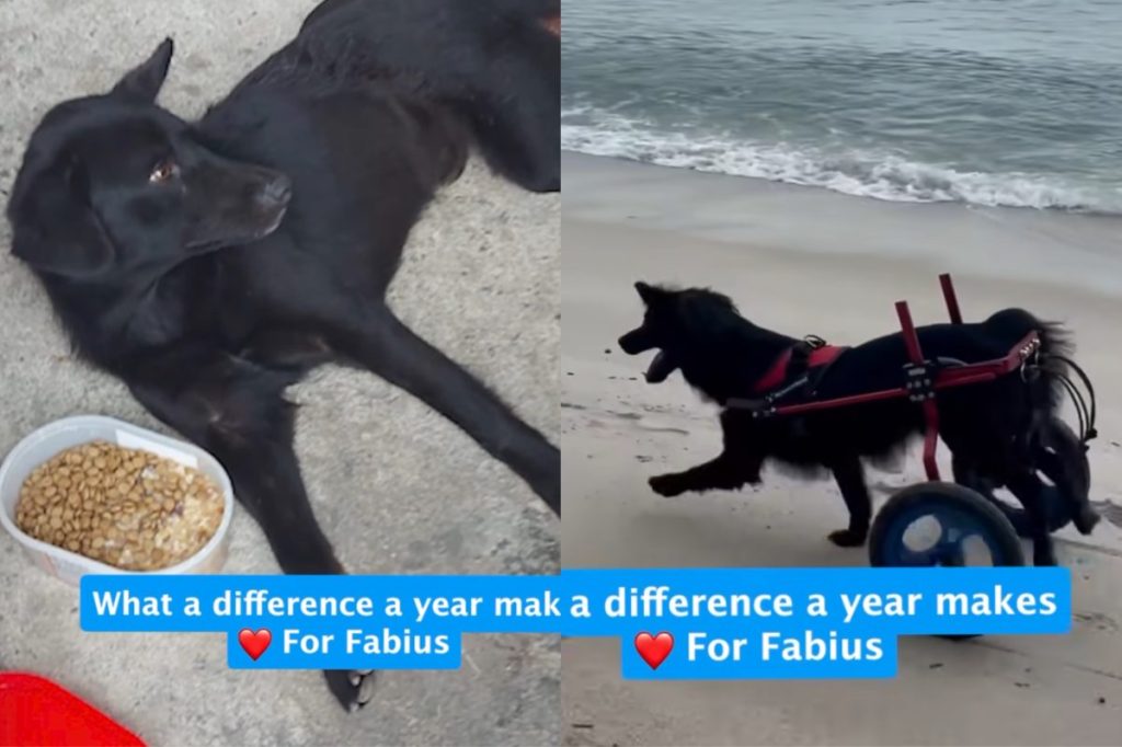 Rescue dog transformation.