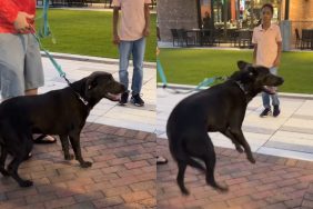 Video of dog getting excited after seeing kids.