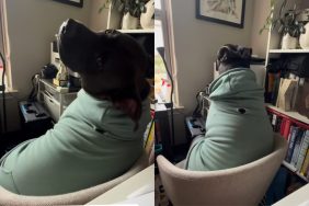 Video of dog ignoring owner.