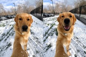 Dog experiences range of emotions thanks to snow.