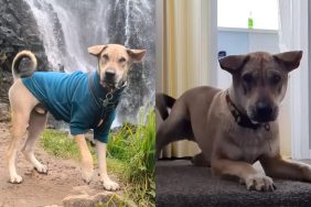 Rescue puppy’s incredible transformation.