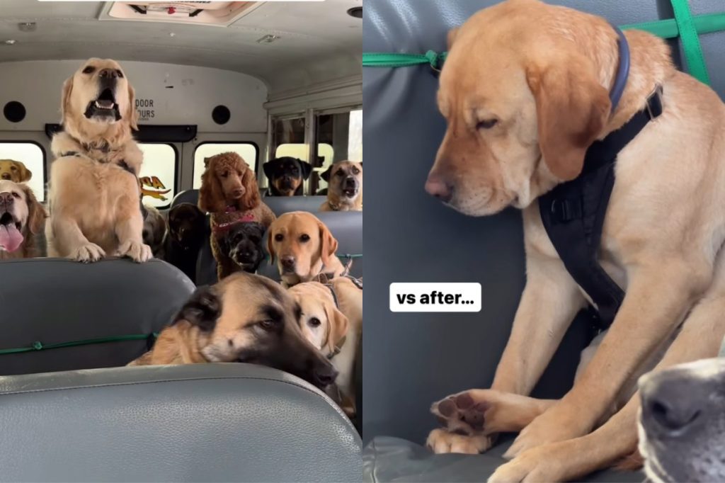 Video of dogs dozing off after adventure walk.