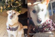 Dog enjoys first Christmas with family.