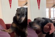 Viral video of dog asking for attention in unique way.