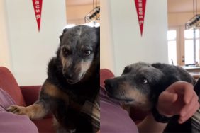 Viral video of dog asking for attention in unique way.