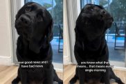 Video shows how dog tilts her head adorably while listening to owner.