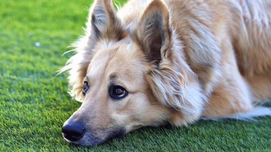 dog laying on fake grass