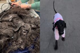 Dog transformation video.