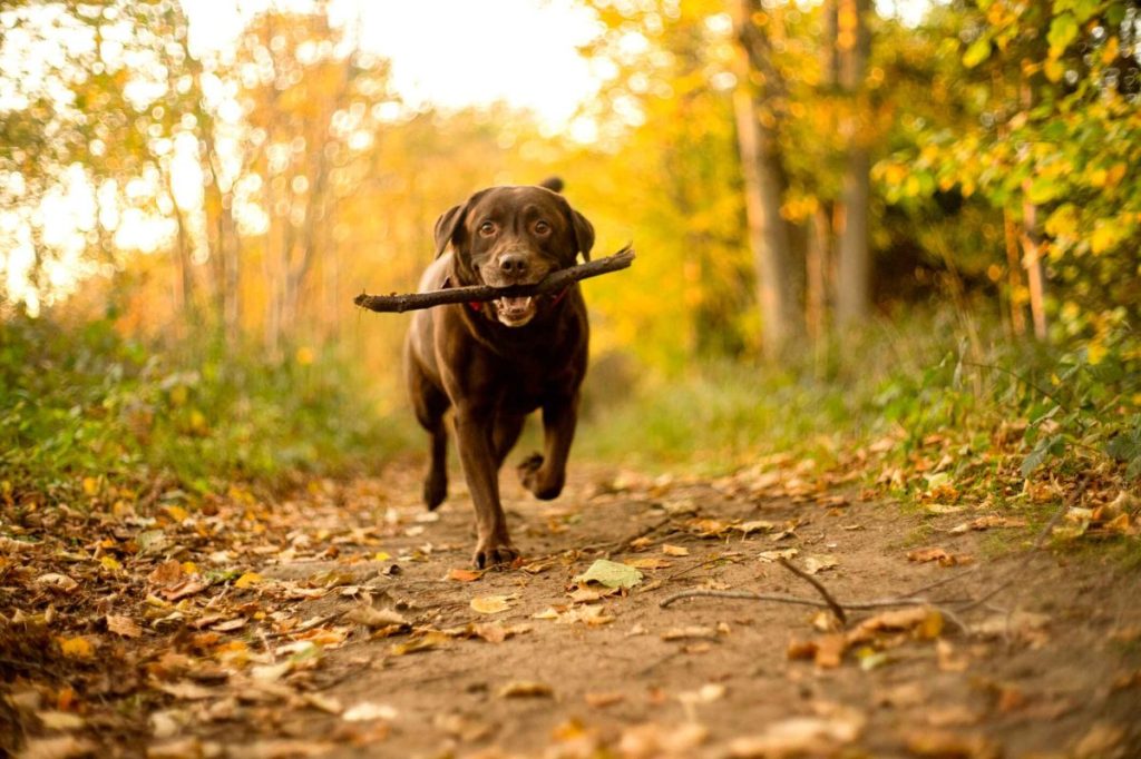 A Chocolate Labrador runs on a dirt trail through the woods at golden hour during autumn