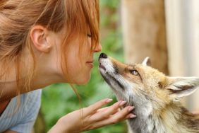 A happy woman puts her face to a fox at a fox rescue. The fox sniffs her with interest.