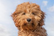 A Mini Goldendoodle sits in a field against a blue sky looking into the camera.