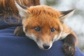 Photograph of a small pet fox lying on a man's shoulder.