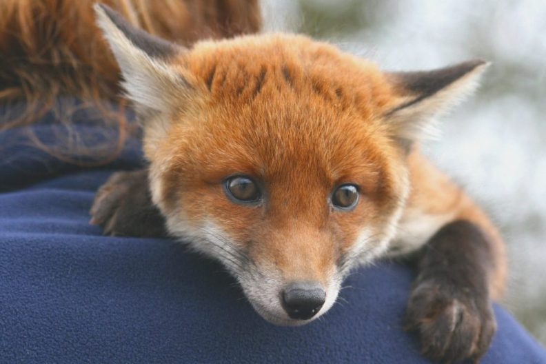 Photograph of a small pet fox lying on a man's shoulder.