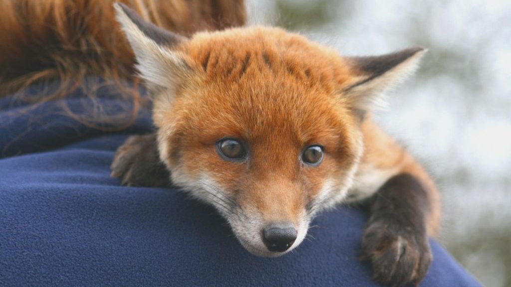 Photograph of a small pet fox lying on a man's shoulder.