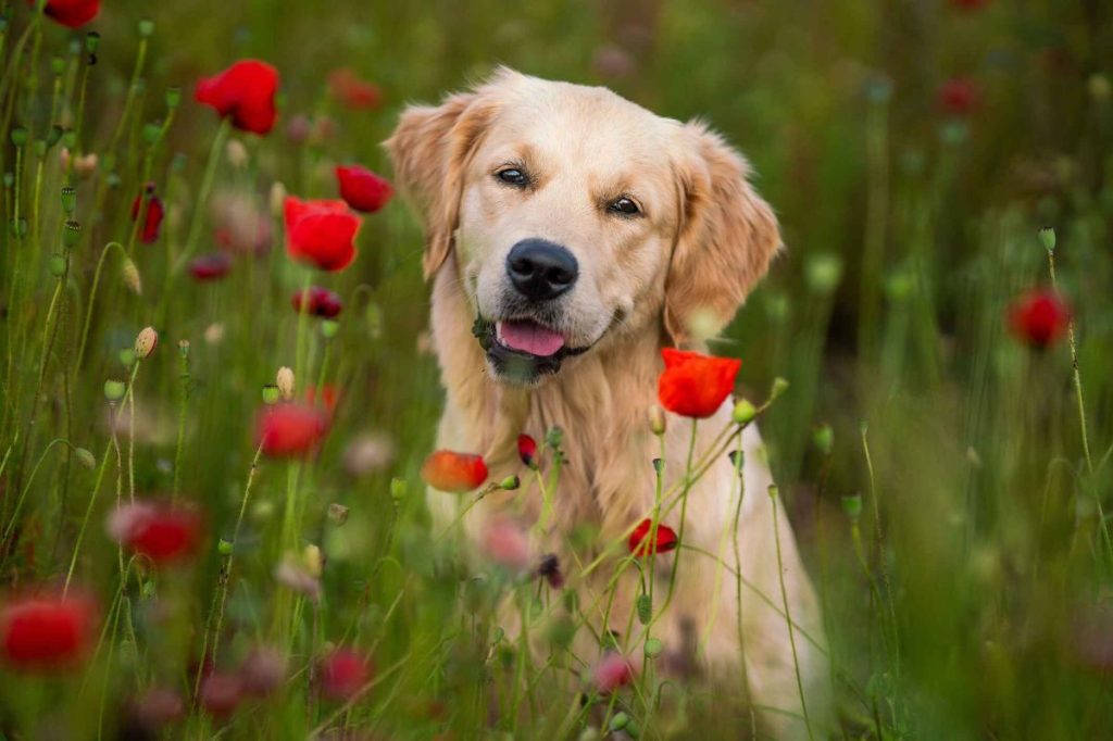 A young Golden Retriever looks happily through a field of red flowers, tilting his head to the side with warm brown eyes.