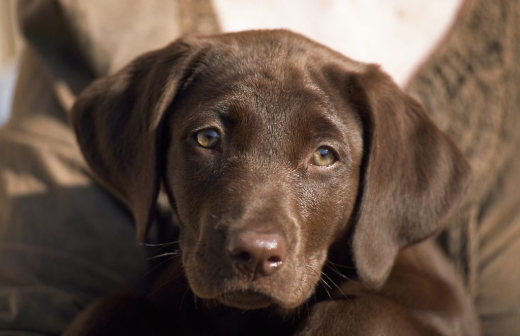 Portrait of a 12 week old chocolate labrador retriever puppy sitting in a woman's lap